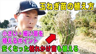 玉ねぎ苗の植付け　割引された枯れかけ苗植えてみた　小さい・細い苗の植付けポイントも