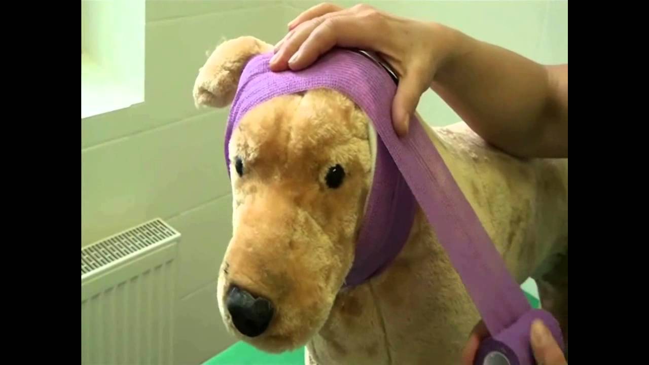 CSL: Head bandage for dogs and cats 
