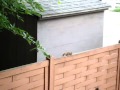 Squirrel fail ecureuil saut manqu