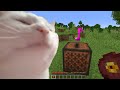 Cat Vibing to Minecraft Music