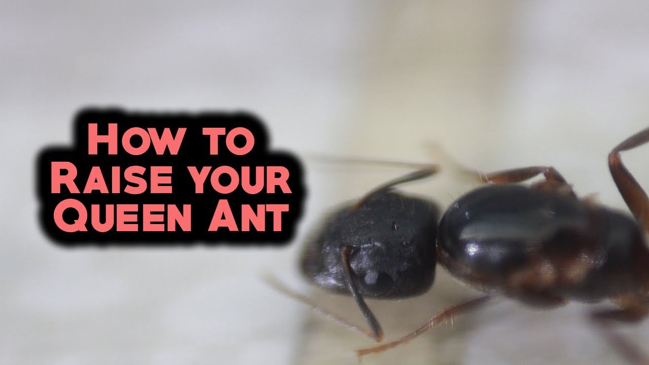 How to raise your queen ant! 