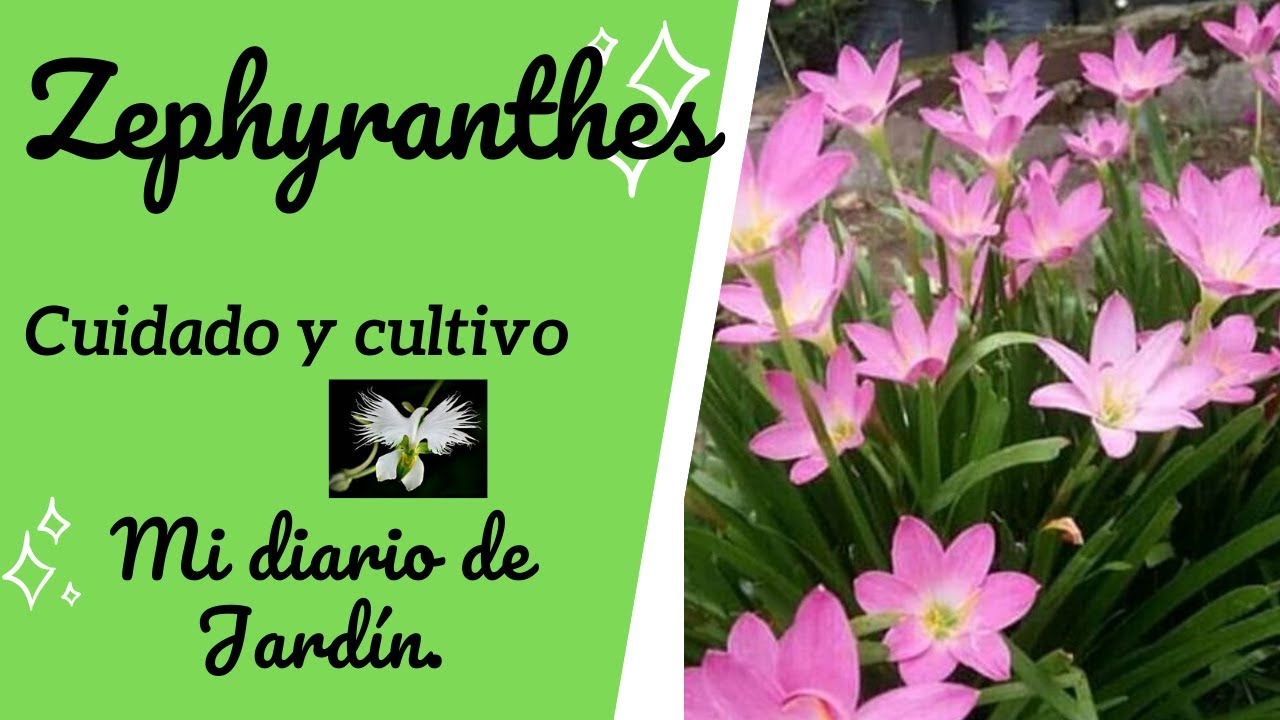 Zephyranthes Cefirante o LIRIO DE LLUVIA, mi diario de jardín - YouTube