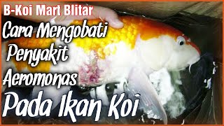 How to Treat Koi Fish Infected with Aeromonas Disease | Guaranteed Effective (Newest)