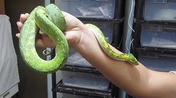 Chondropython, Morelia viridis, the Green Tree Python, and the Deadly Tarantula Girl
