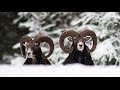 Муфлон. Зима. Mouflon. Winter.