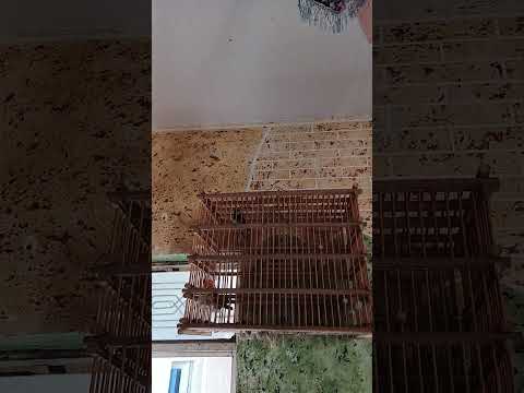 بلبل السعودي طور گطعاوي البكشه من نوادر الگطعه