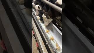 Wunderschöne Kälber trinken ihre Milch #cow #farming #cattleworld #farm #dairyherd #farmlife #cattle