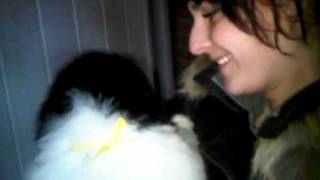 Dommel, newfoundlander