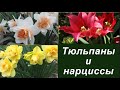 Тюльпаны и нарциссы. Spring flowers: tulips and daffodils