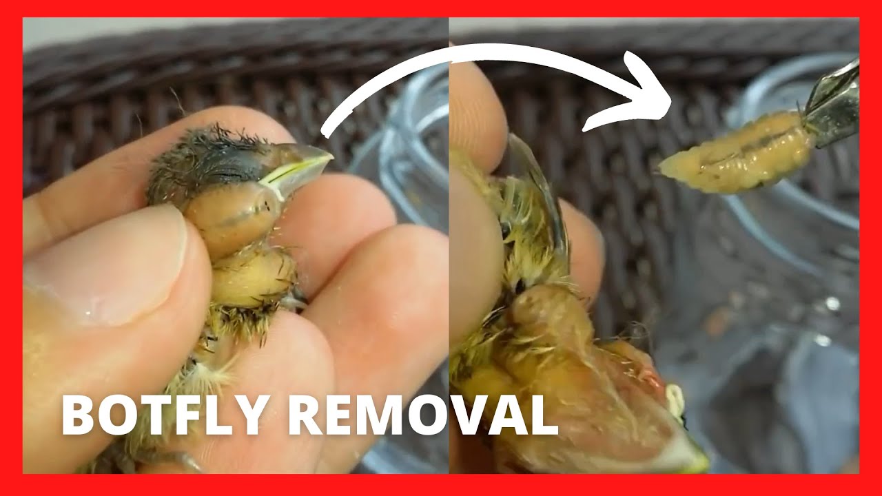 Botfly removal from birds with treatment 