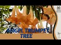 Experiencing the enchantment of the angel trumpet tree  majestic blooms for your garden