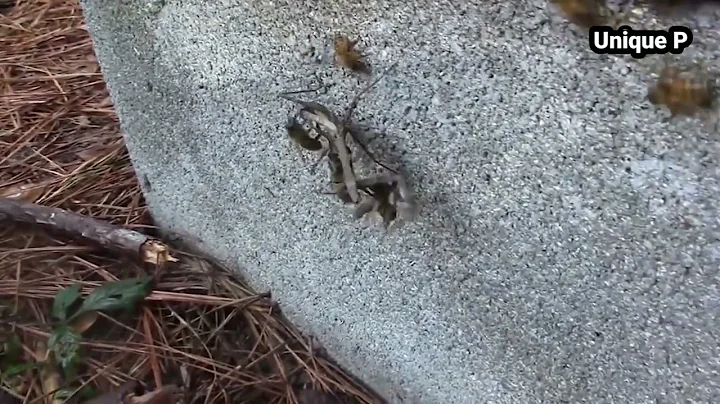 This insect has kung fu fighting skills. Praying Mantis