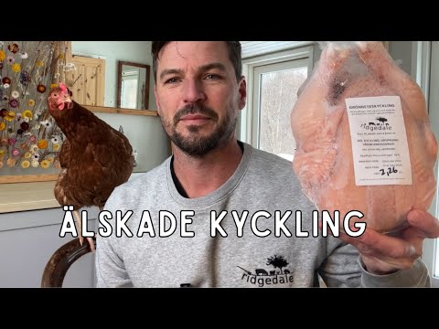 Alskade Kyckling Exploring Complexities Of Poultry Production In Sweden And What We Stand For