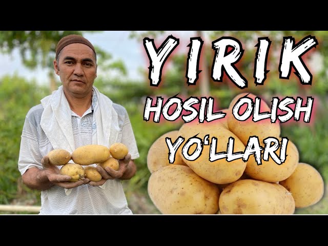 Sperma bilan qoplangan kokraklarning rasmlari Mushukning notalari shivirlayapti.