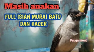 KUTILANG ANAKAN isian murai batu asli !!