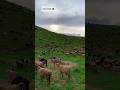 افغانستان زیبا ببین ولذت ببر چریدن گوسفندان زندگی بهار افغانستان چوپانی 
