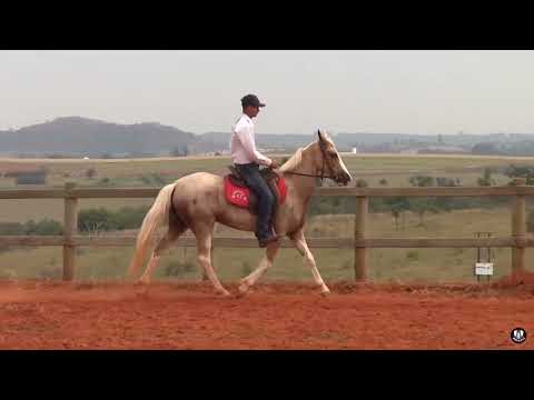 Lote 13 - Luz Intensa 42