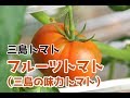 三島トマト　フルーツトマト(三島の味力トマト）