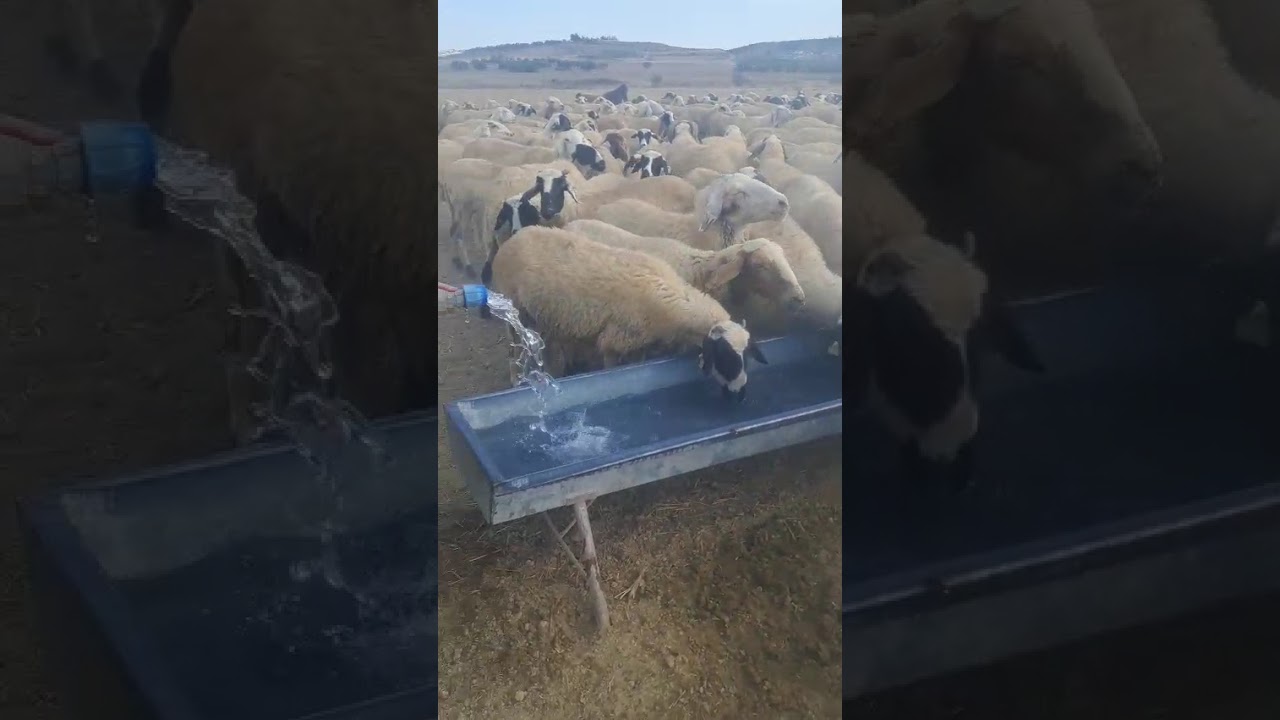 sheep drink water / how do sheep drink water 