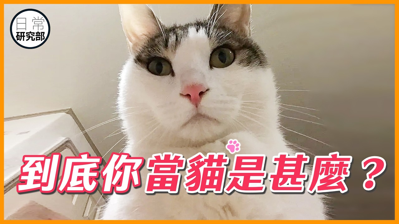 貓在你心中是甚麼地位？心理測驗：你把貓當成甚麼？