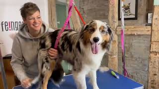 Die richtige Fellpflege beim Australian Shepherd