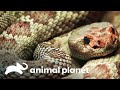 Trabajos de conservación de la serpiente cascabel | El Zoológico del Bronx | Animal Planet