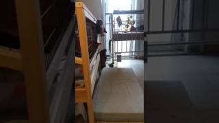 English lob rabbit first day at our home(1) screenshot 5