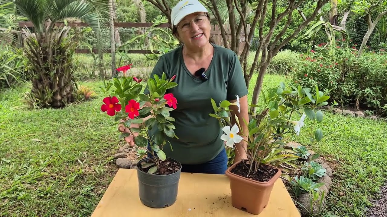 DICAS VALIOSAS PARA CUIDAR DA MANDEVILLA/DIPLADENIA