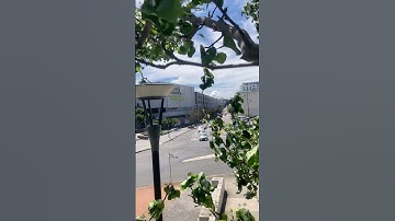 Climbing trees is fun🌲    #fun #trees #fyp #climbing  #phone #cool #video #shorts #tree