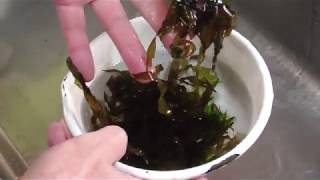 美味しそうな海藻を味噌汁で食べていくシリーズ5.ハバノリ