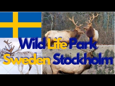 Reindeer In The Jungle 2023