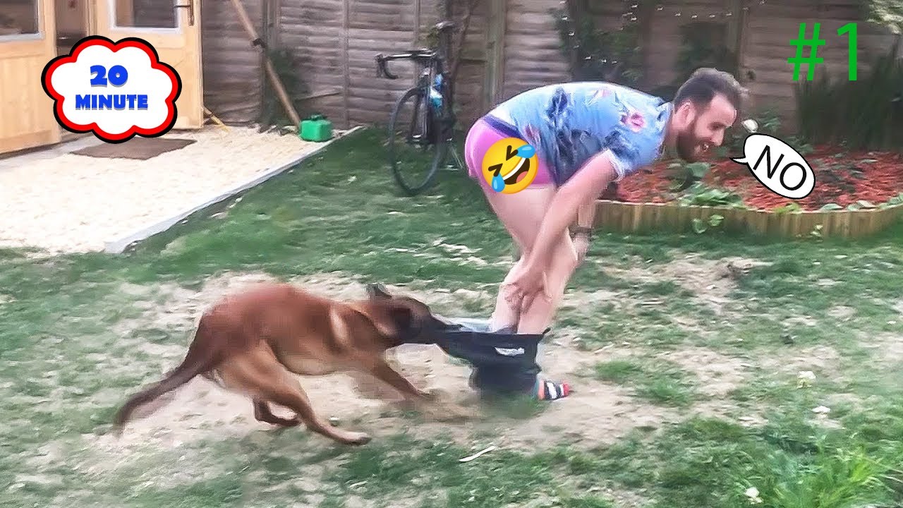 FUNNY DOG FAILS 2025 😂 | Caught on Camera Compilation #1