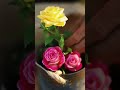 Turn a Tin Can into a Beautiful Hanging Rose Planter 🌹 | Easy DIY Garden Idea
