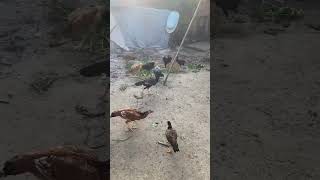 Sá minha galia fica a vantagem só comeno um verdinho