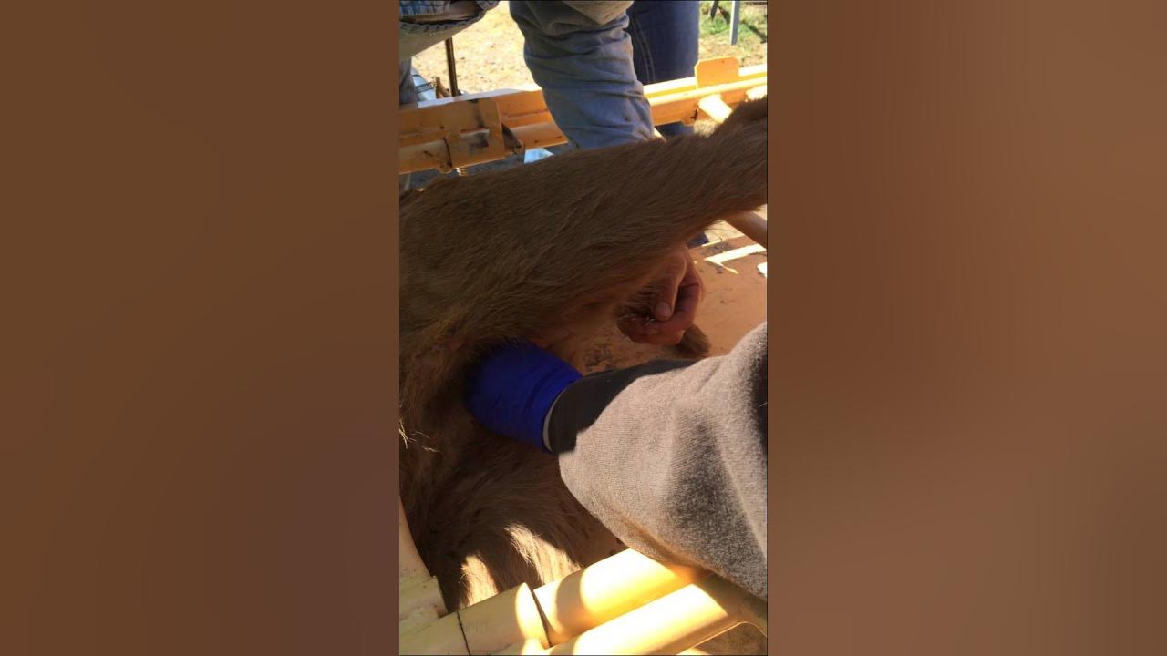 How To Castrate A Calf YouTube male-surgical-castration-2-youtube