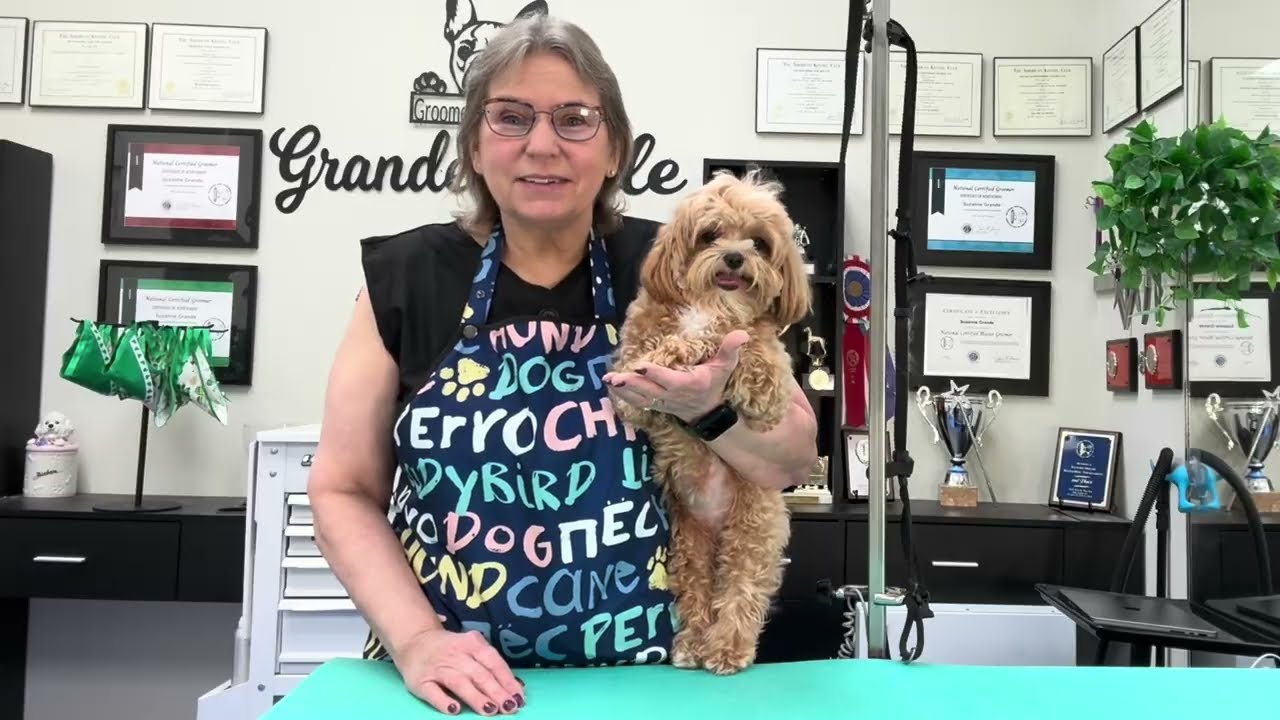 Maltipoo Puppy Cut. Watch as I groom this adorable little dog.