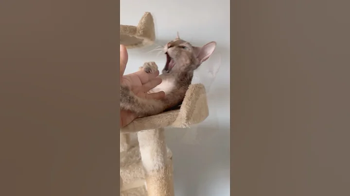 Watch the video about “Vicious ” cat 🐱 #funny #shorts #pets