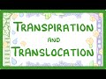 Gcse biology  transport in plants  translocation phloem and transpiration xylem  51