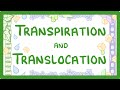 Plant Transport Systems: Unraveling Translocation and Transpiration