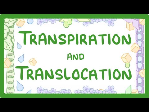 ვიდეო: რა როლი აქვს ტრანსპირაციას ტრანსპორტში?