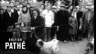Download Lagu Dog Show In Moscow (1950-1959) MP3