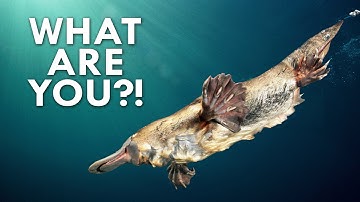 Everything about the Platypus is Weird