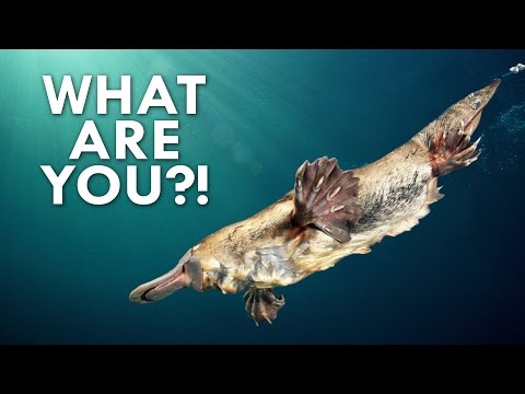 Video: Wie Is Die Platypus