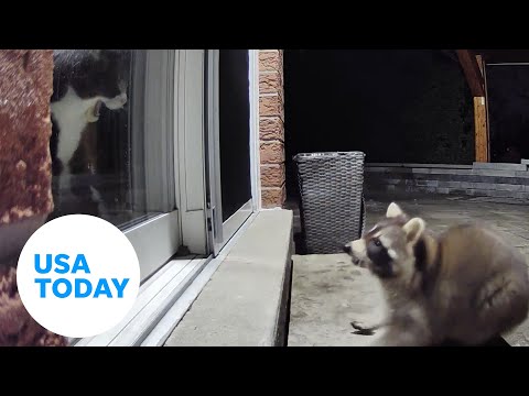 Protective cat startles, fends nosy raccoon away from home in Canada | USA TODAY