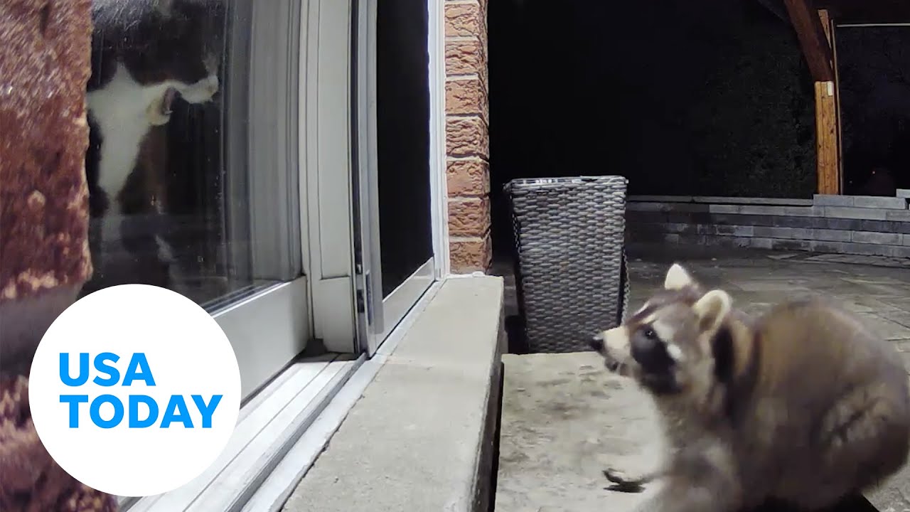 Protective cat startles, fends nosy raccoon away from home in Canada