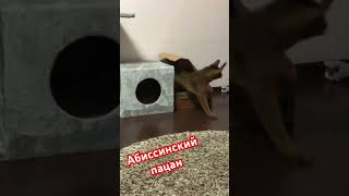 Абиссинский кот, слово пацана