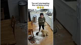 Must watch| funny cat blamed  innocent Dog! #funny #shorts #shortvideo #cat #funniestvideo