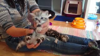 5 weeks old British Shorthair kittens by Grete Bakken 1,115 views 4 years ago 8 minutes, 16 seconds