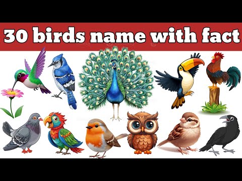 30 Birds Names in English & Hindi 🐦 | Birds Name for Kids | Amazing Bird Facts | Learn English