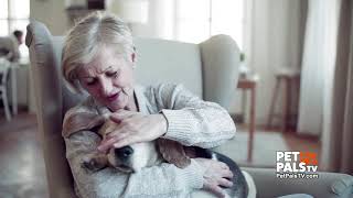 When loud noises frighten your pet